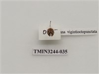 藏品(茄二十八星瓢蟲)的圖片